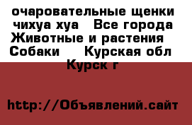 очаровательные щенки чихуа-хуа - Все города Животные и растения » Собаки   . Курская обл.,Курск г.